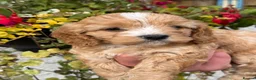 Cavapoo dogs for sale: Stunning F1 Cavapoo boy - Advert 9
