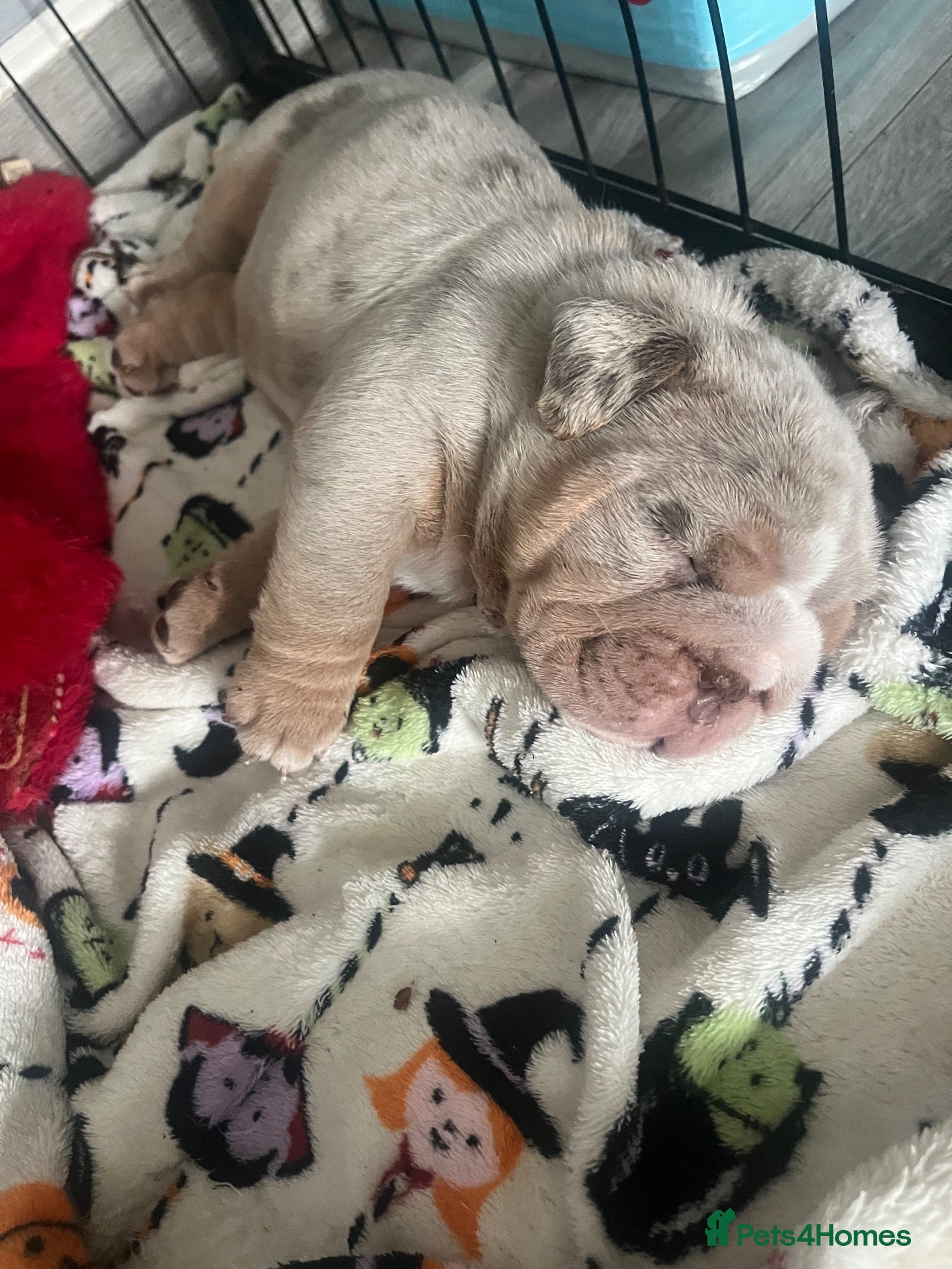English Bulldog dogs English bulldog puppies ready to leave  - Advert 1