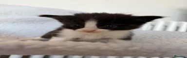 Oreo