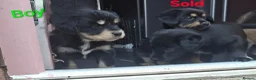 Mixed Breed dogs for sale: Cockerpom puppys 🐶 - Advert 11