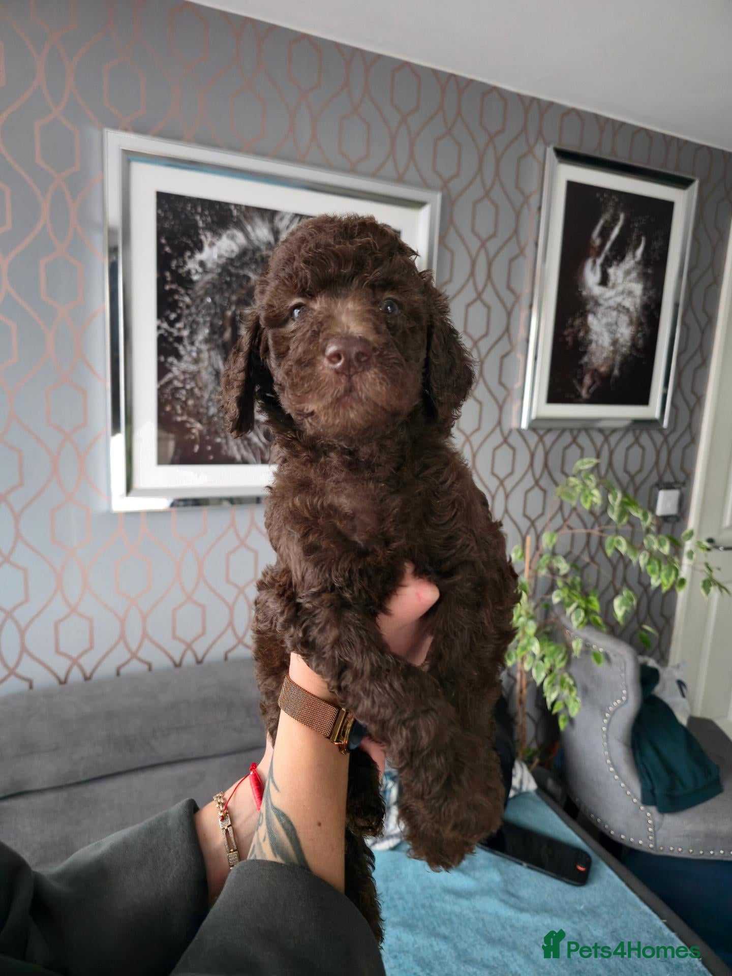 Goldendoodle dogs Standard F1B Goldendoodle Unique colours!  - Advert 1