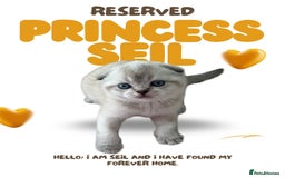 British Shorthair cats for sale: 🐾 Stunning BSH X Scottish Fold Kittens 🐾 - Image 4