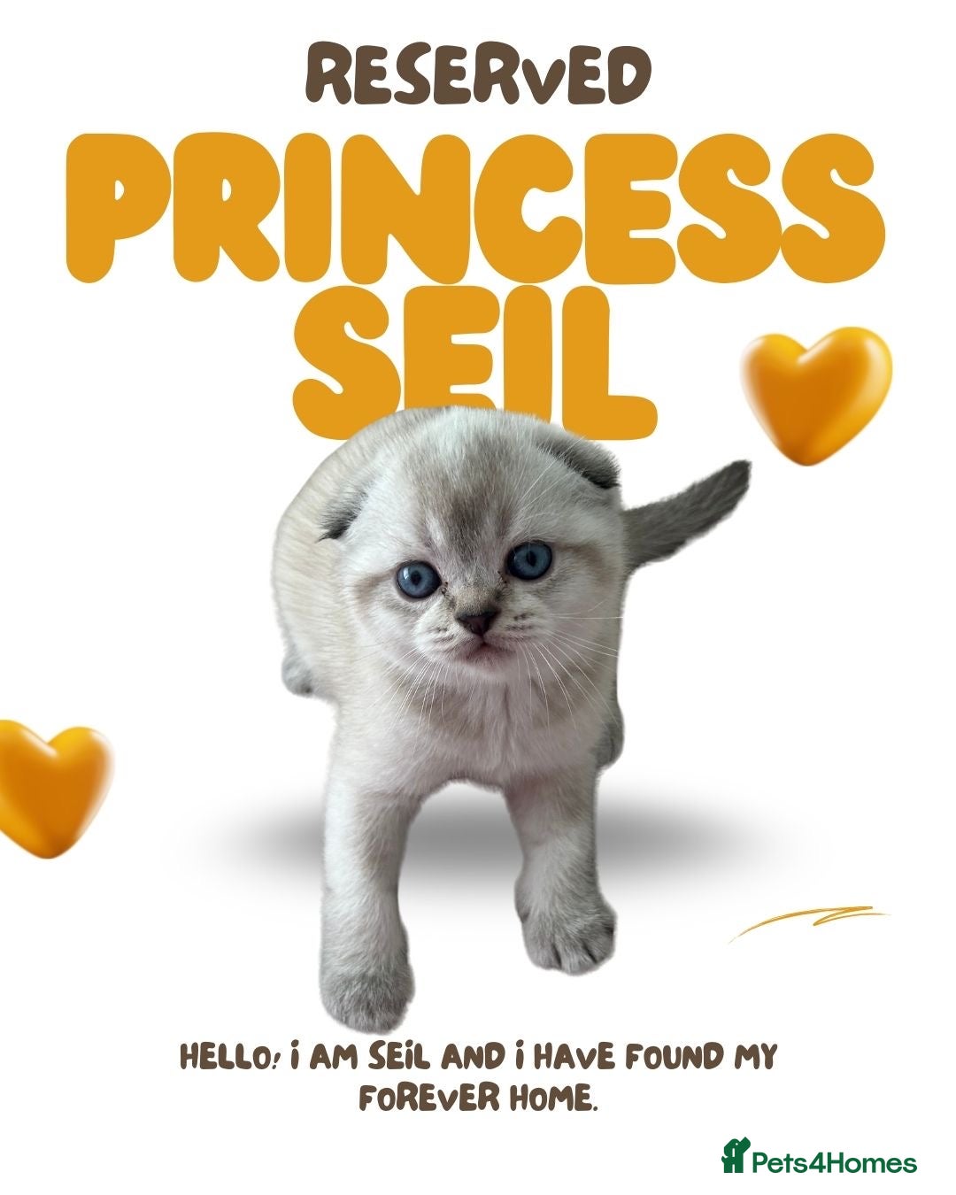 British Shorthair cats for sale: 🐾 Stunning BSH X Scottish Fold Kittens 🐾 - Image 4