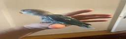 Lovebirds birds for sale: Beautiful little baby love bird  - Advert 4