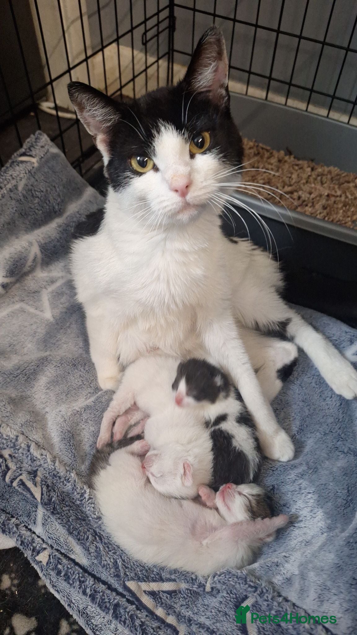 Mixed Breed cats 3 beautiful boys  - Advert 4