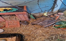 Rex rabbits for sale: Mini rex rabbits - Image 4