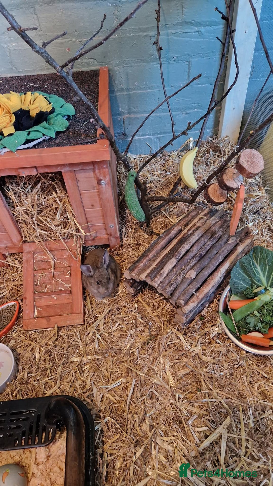 Rex rabbits for sale: Mini rex rabbits - Image 4