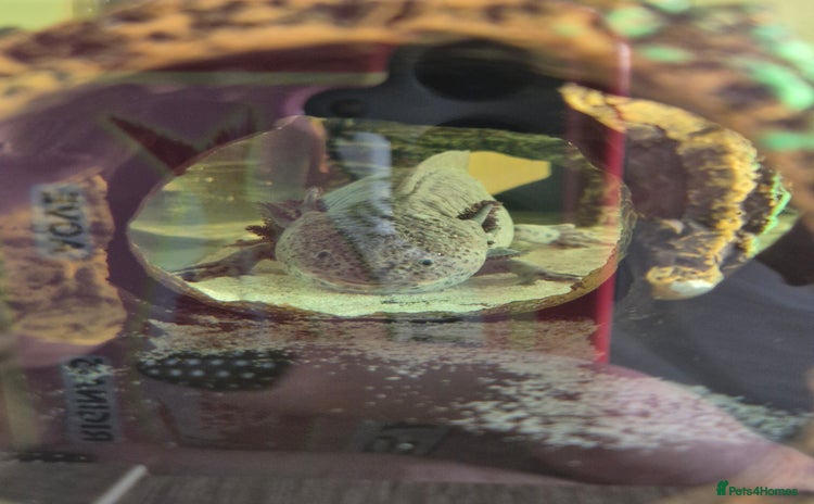 Axolotl reptiles - Advert 2