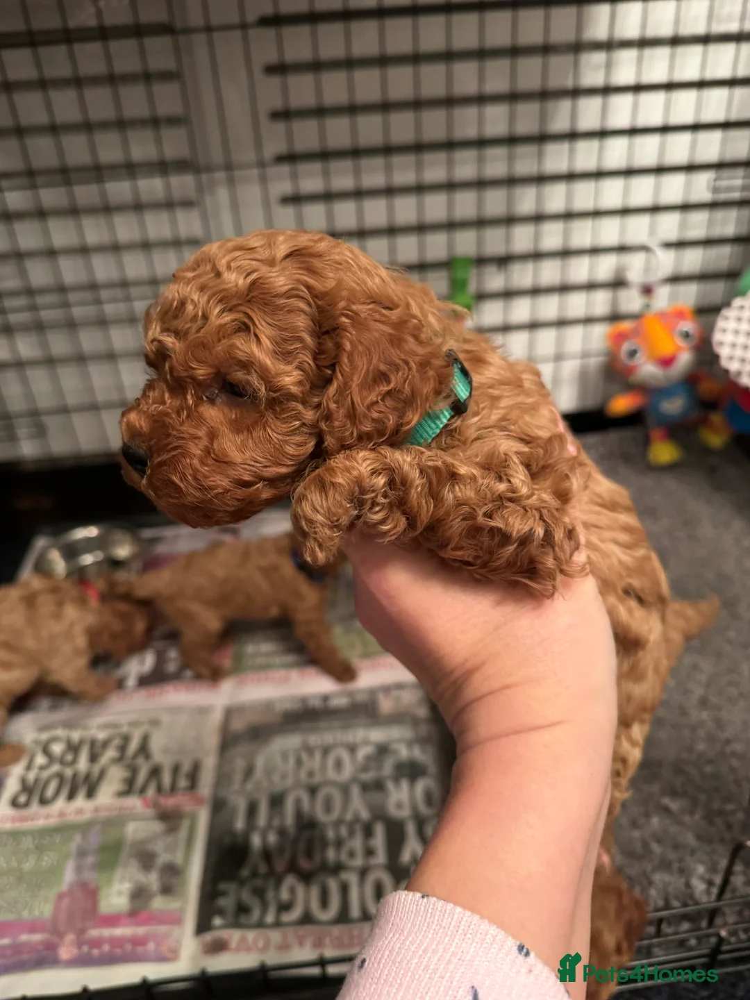 Cavapoo dogs for sale: F1 b beautiful Cavapoos  - Advert 7