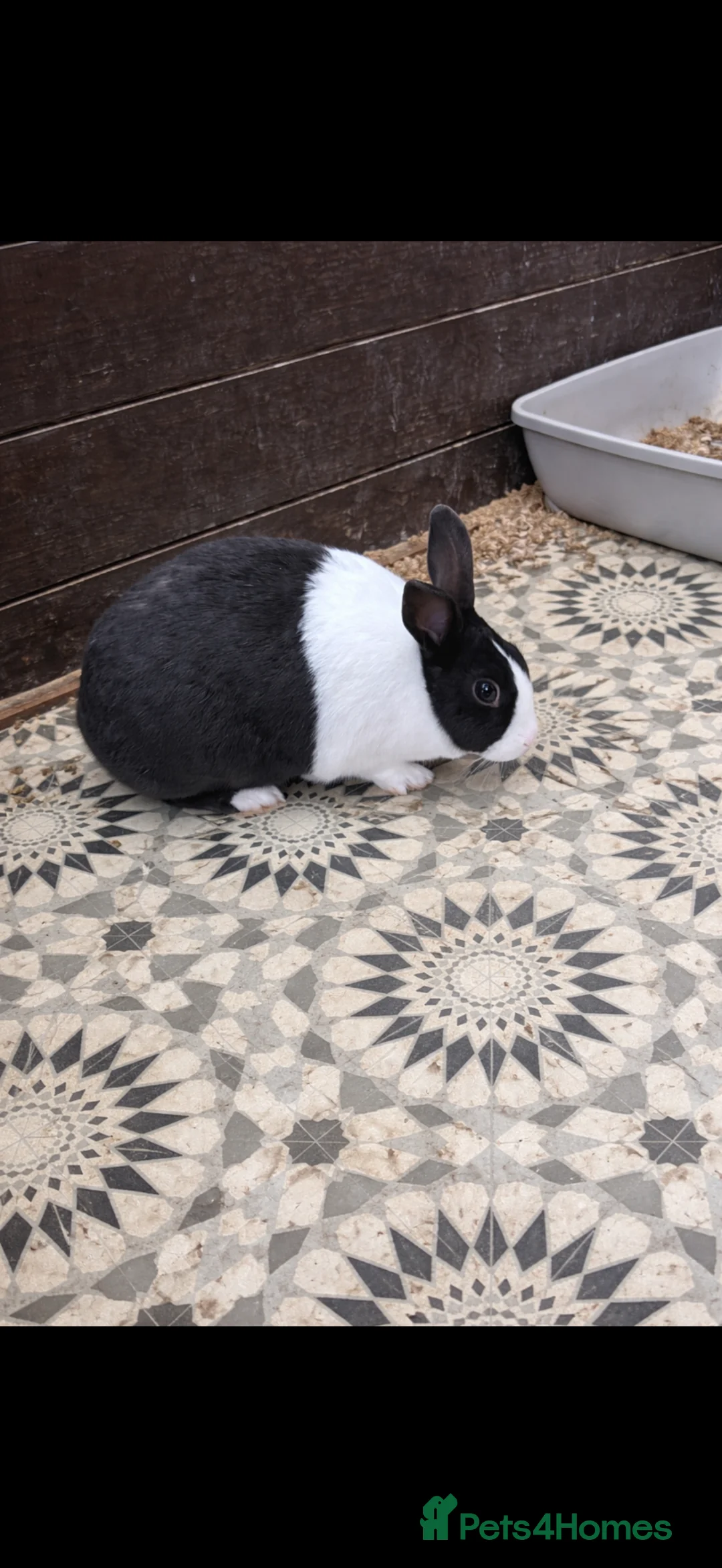 Dutch rabbits for sale: black and white dutch  - Advert 1