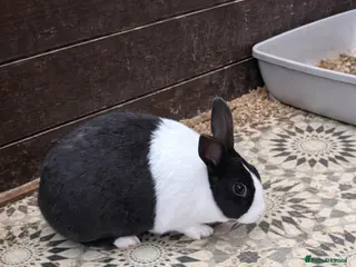 Dutch rabbits black and white dutch - Advert 1