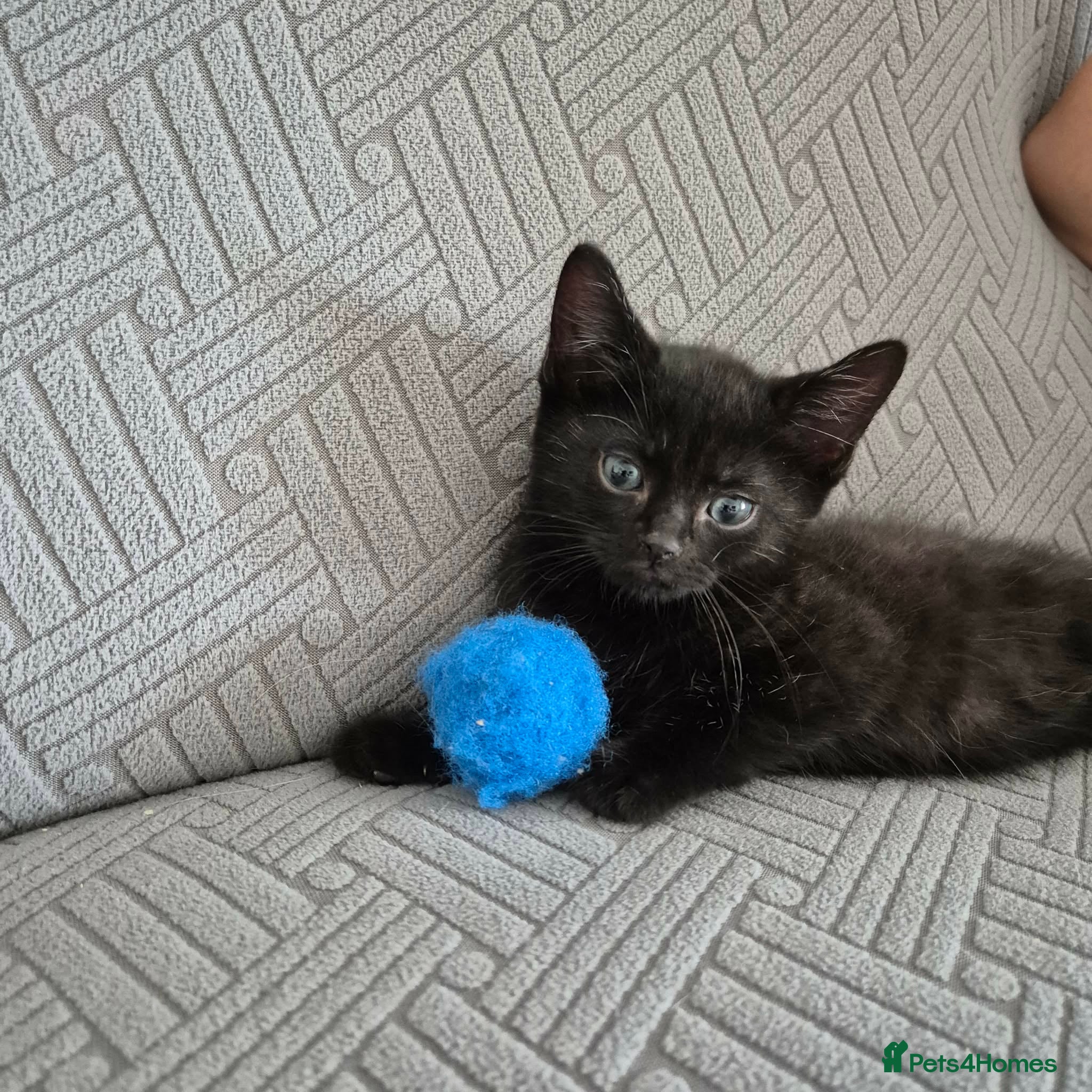 Mixed Breed cats 4 gorgeous black kittens ready now (last 1 left) - Advert 15