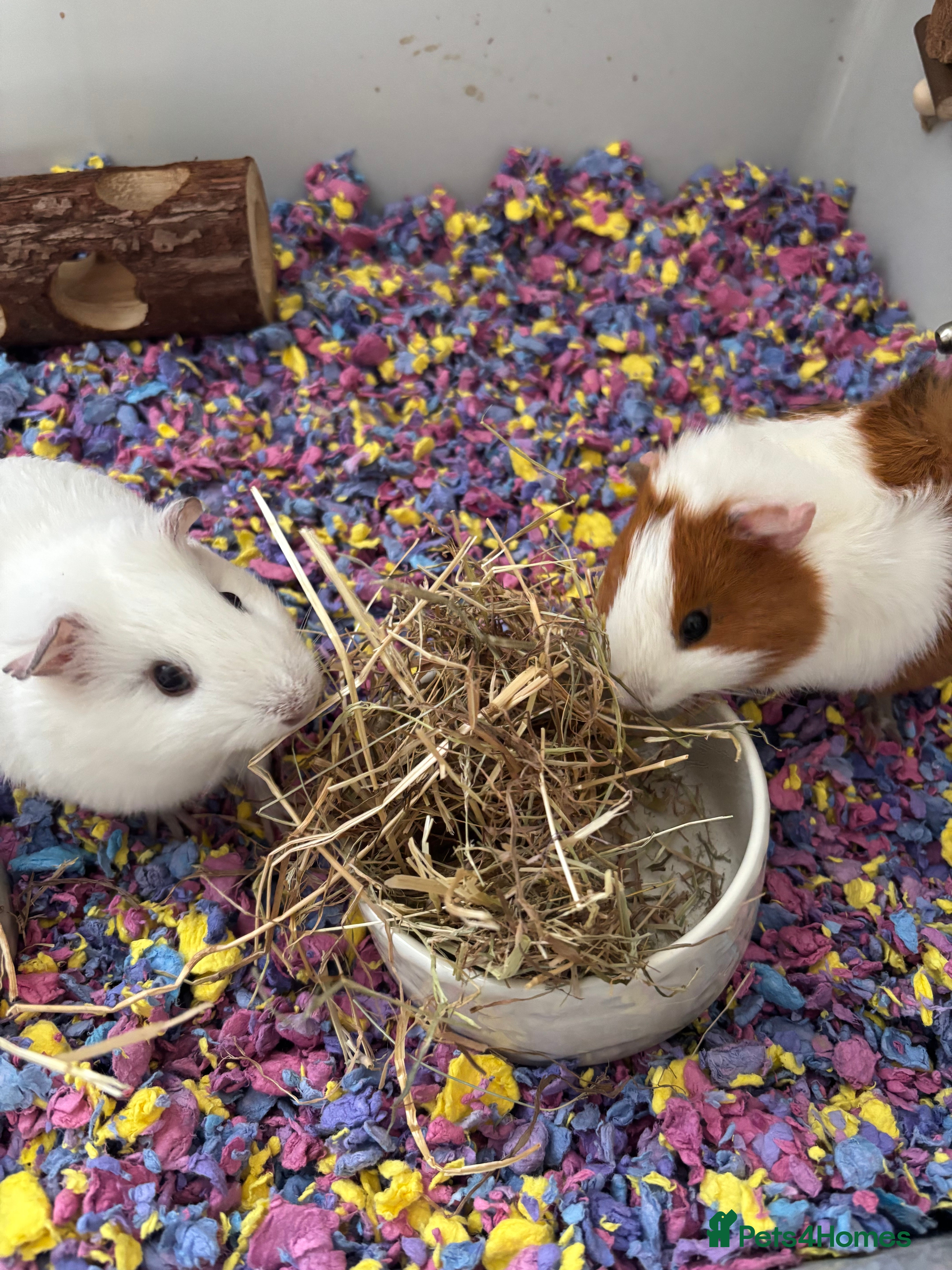 Guinea Pig rodents 2 female Guinea pigs in Lincoln - Advert 8