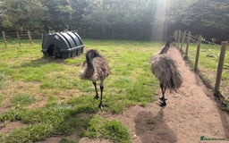 Emus poultry for sale: Breeding pair of Emu plus 2 young Emu - Image 3
