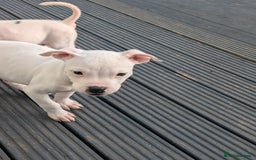 Mixed Breed dogs for sale: Chase is a gorgeous Ambull x puppy - Image 5
