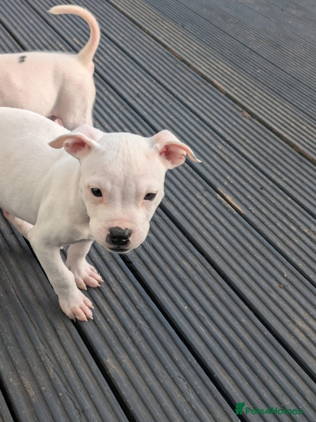 Mixed Breed dogs for sale: Chase is a gorgeous Ambull x puppy - Image 5