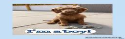 Australian Labradoodle dogs for sale: Australian labradoodle last boy reduced ready now  - Advert 9