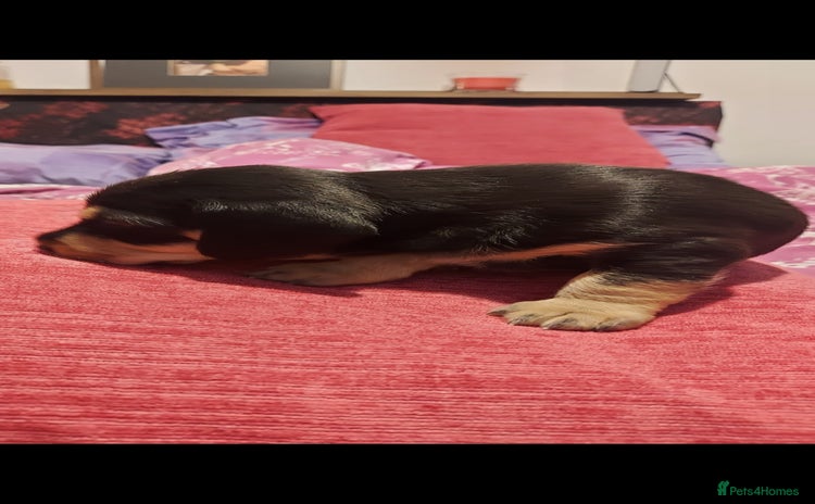 Mixed Breed dogs - Advert 3