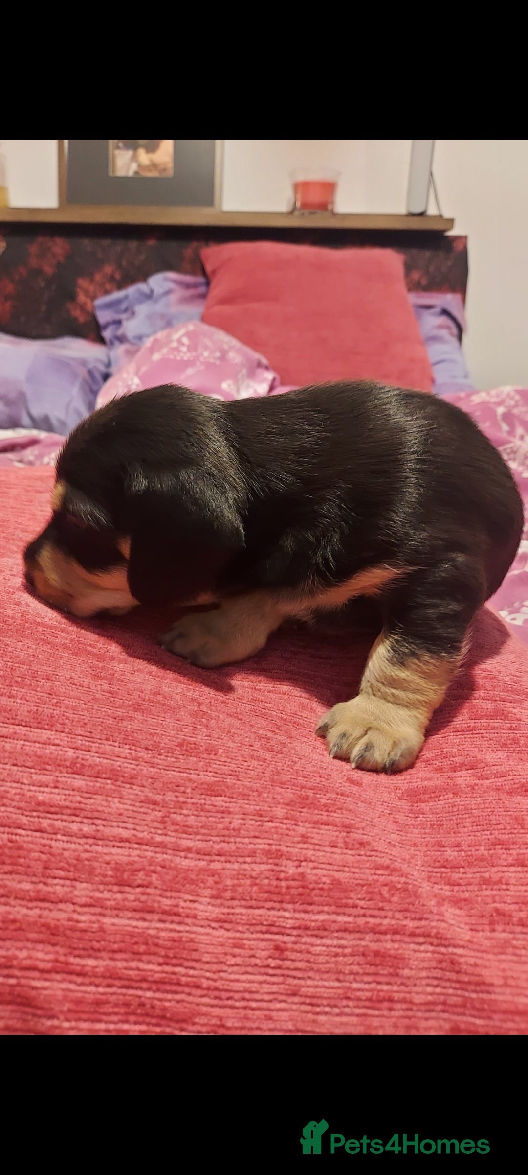 Mixed Breed dogs for sale:  ❤️Two girls very lovely❤️Daschaund with bishon  - Image 1