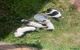 Jack Russell dogs for sale: Jack Russell puppies  - Image 10