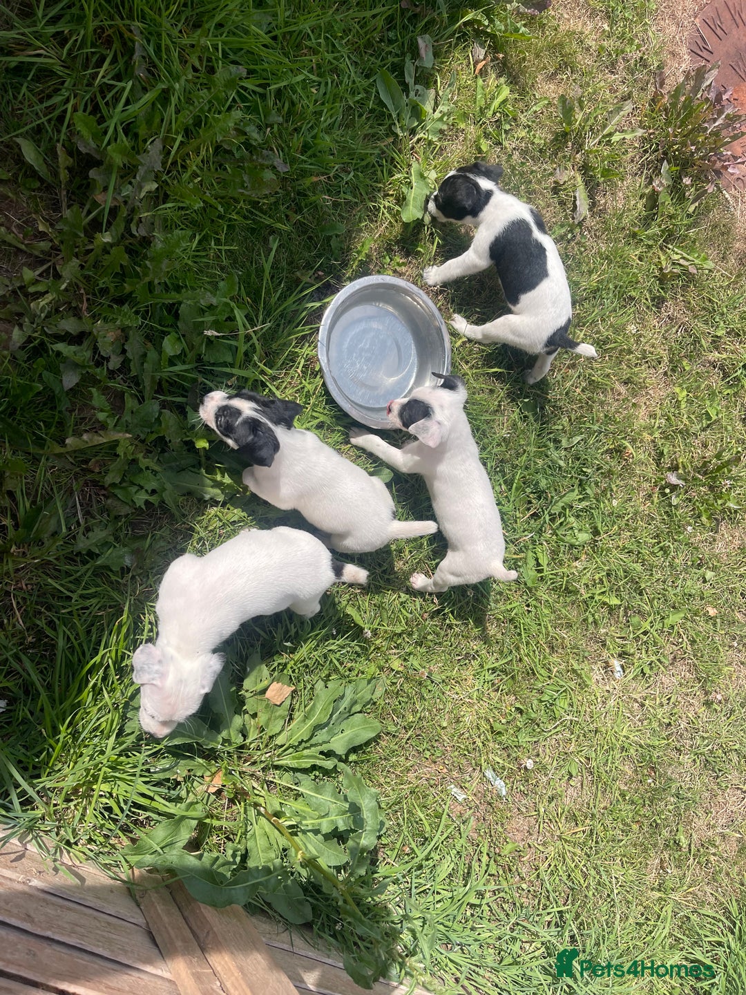 Jack Russell dogs for sale: Jack Russell puppies  - Image 10