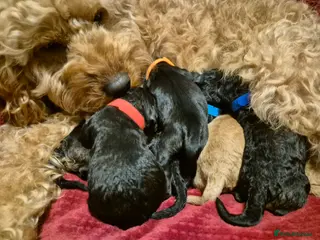 Mixed Breed dogs Cavapoo puppy- 1 male - Advert 18