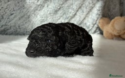 Cockapoo dogs for sale: Beautiful Cockapoo Puppies - Image 1