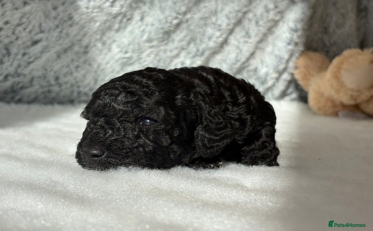 Cockapoo dogs - Advert 8