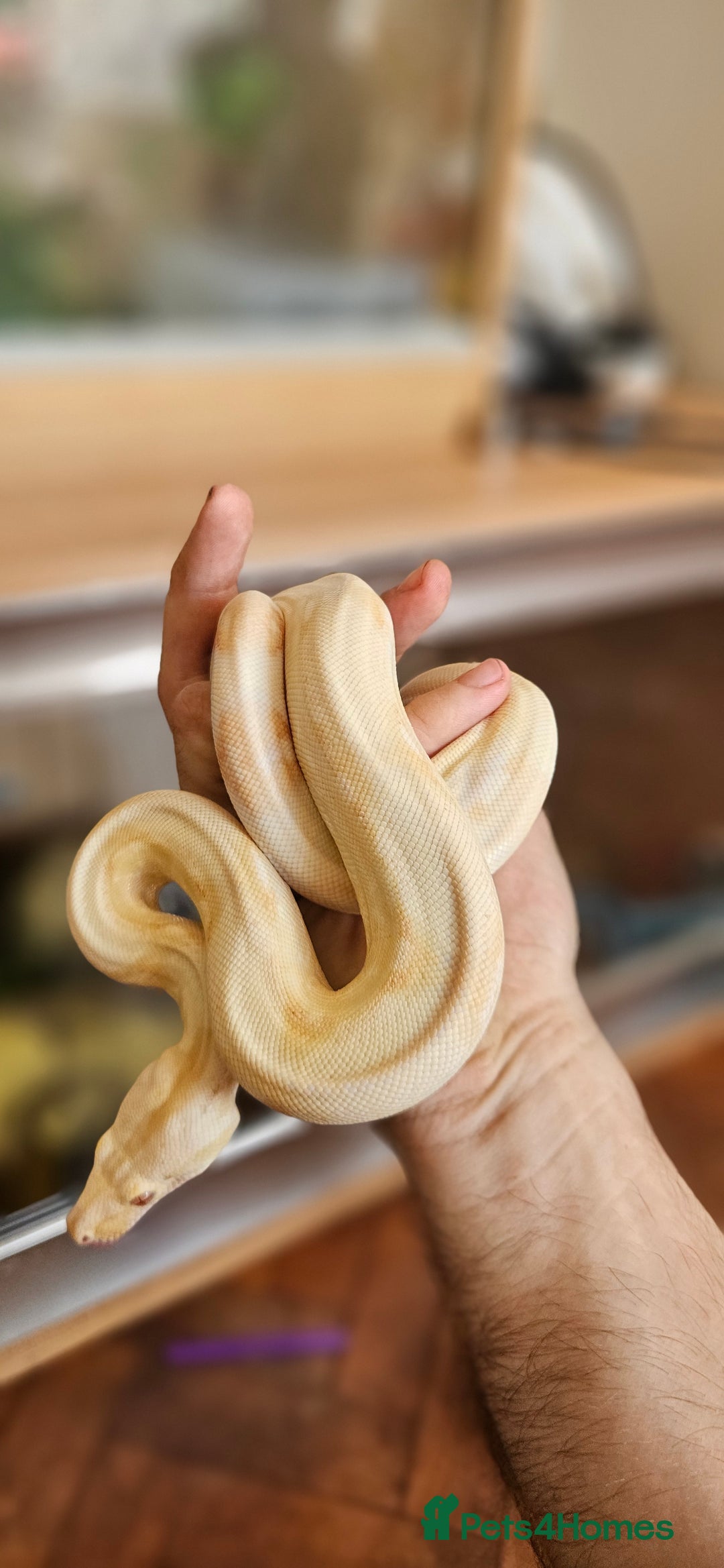 Snake reptiles for sale: Reptile rehoming - Image 3