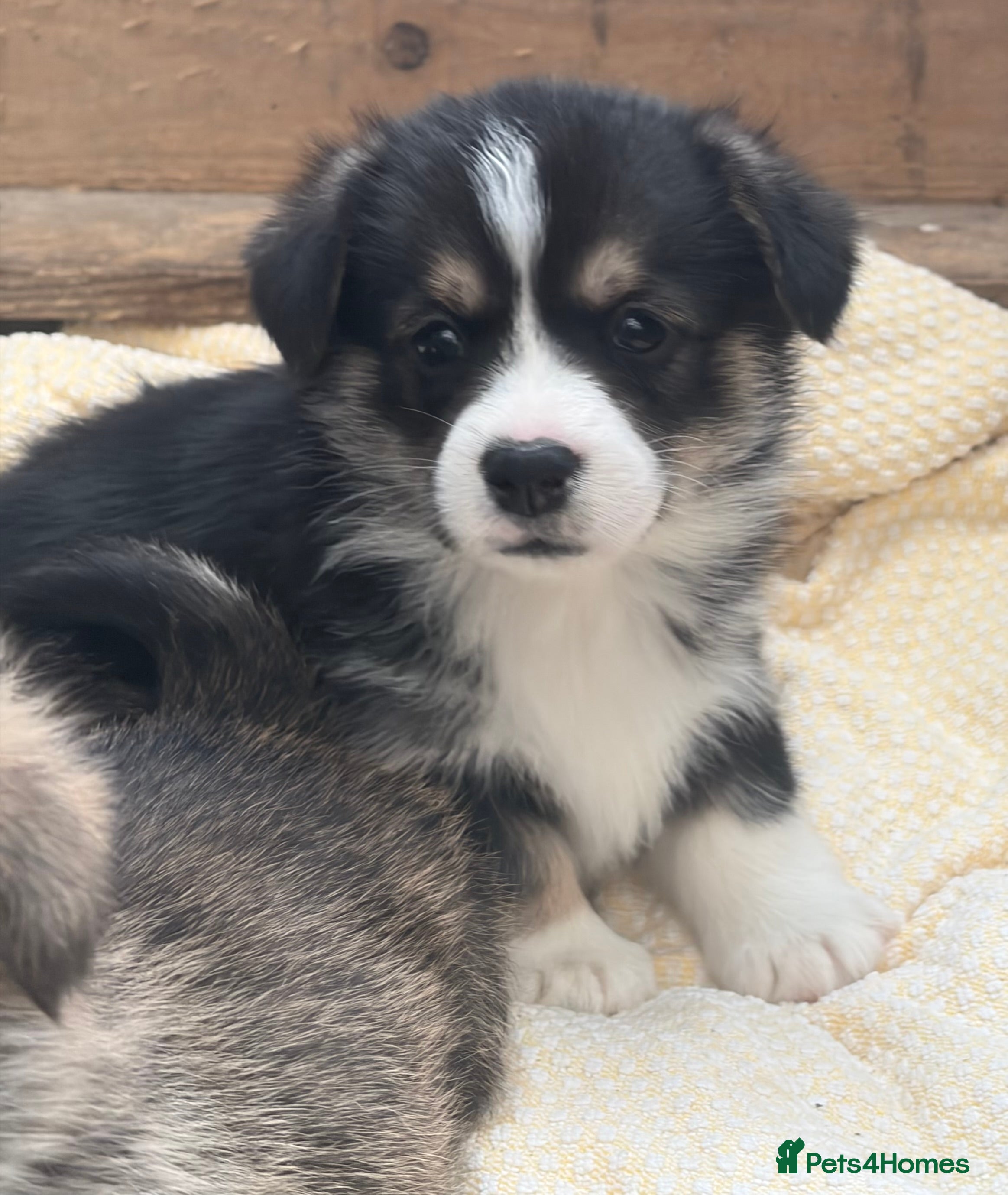 Welsh Corgi Pembroke dogs Champion corgi puppies   - Advert 8