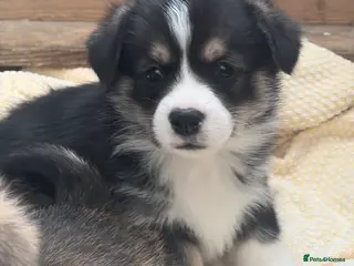 Welsh Corgi Pembroke dogs Champion corgi puppies - Advert 8