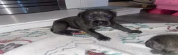 Cane Corso dogs for sale: Full breed cane corso puppies - Advert 14