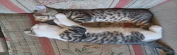 Mixed Breed cats for sale: Gorgeous Toyger Tabbies for Sale  - Advert 8
