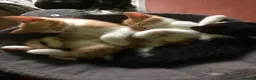 Mixed Breed cats for sale: Beautiful kittens ready for their forever homes  - Advert 12