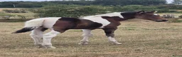 Riding pony horses for sale: Partbred Welsh - Advert 2