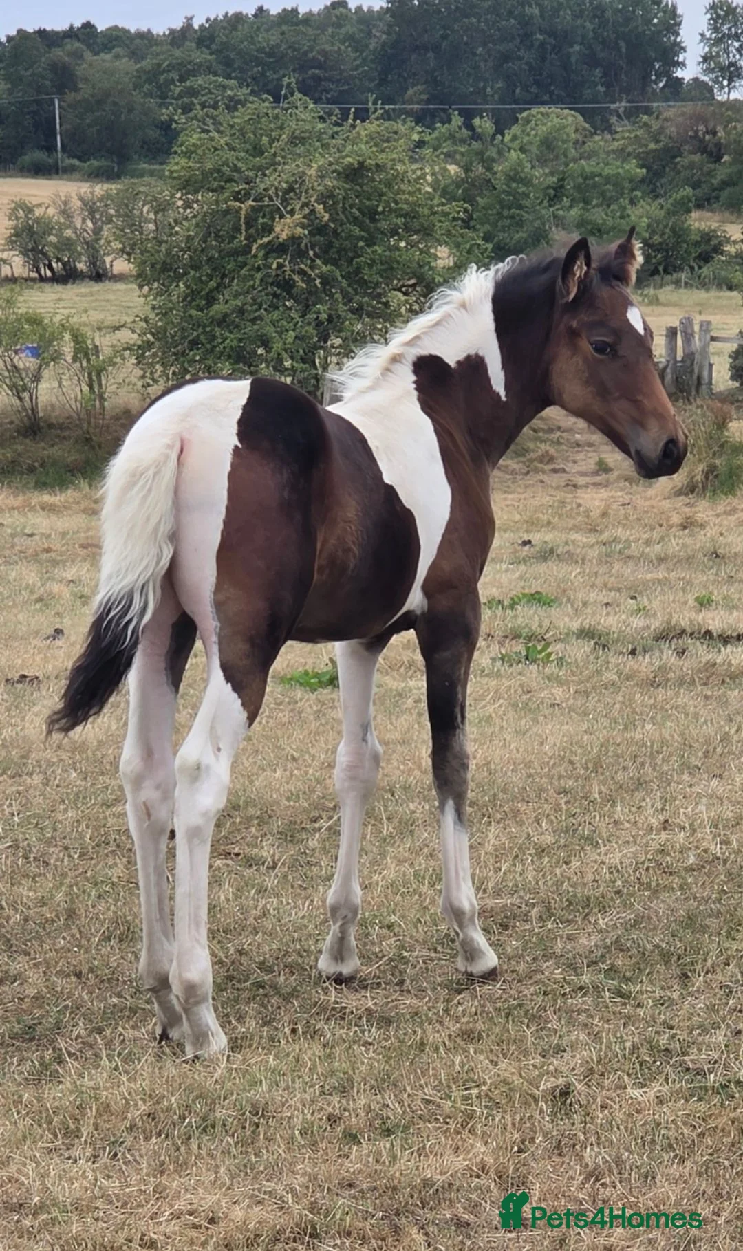 Riding pony horses for sale: Partbred Welsh - Advert 2