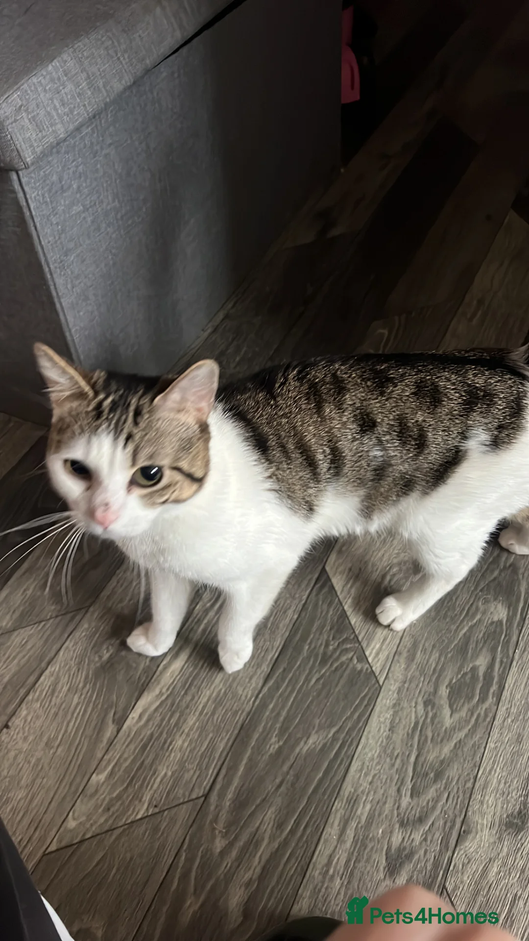 Mixed Breed cats for sale: Bengal mixed breed 1 year old  in Alton - Advert 2