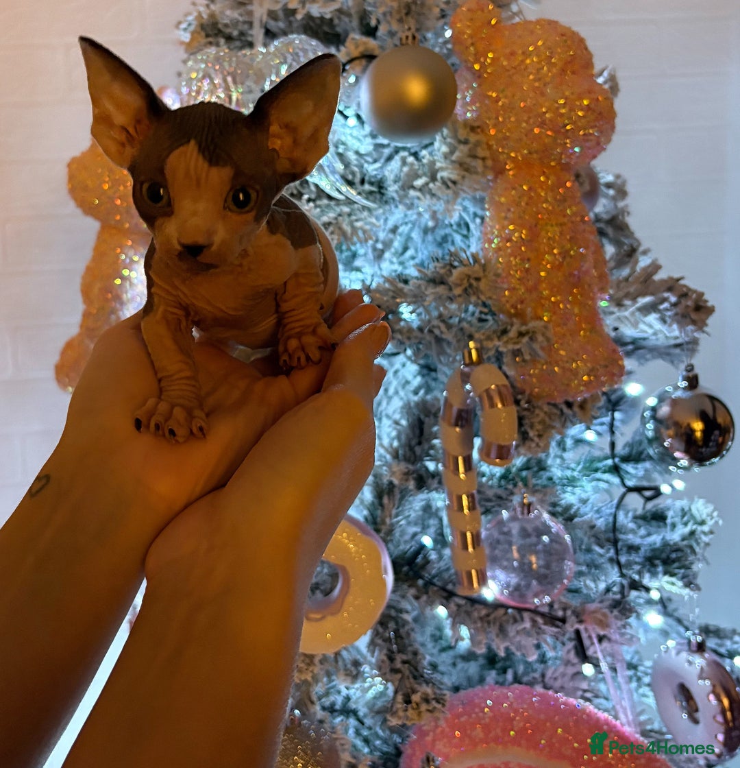 Sphynx cats for sale: Two beautiful male Sphynx kittens  - Advert 17