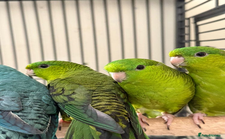 Parakeets birds - Advert 1