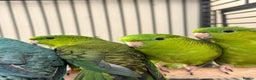 Parakeets birds for sale: Baby Lineolated Parakeets  - Advert 1