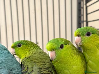 Parakeets birds Baby Lineolated Parakeets - Advert 10