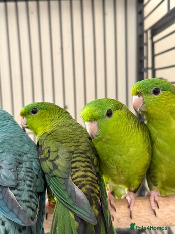 Parakeets birds - Advert 6