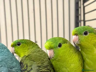 Parakeets birds Baby Lineolated Parakeets - Advert 4