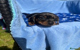 Dachshund dogs for sale: Beautiful silver dapple mini dachshund puppies! 🐾 - Image 11
