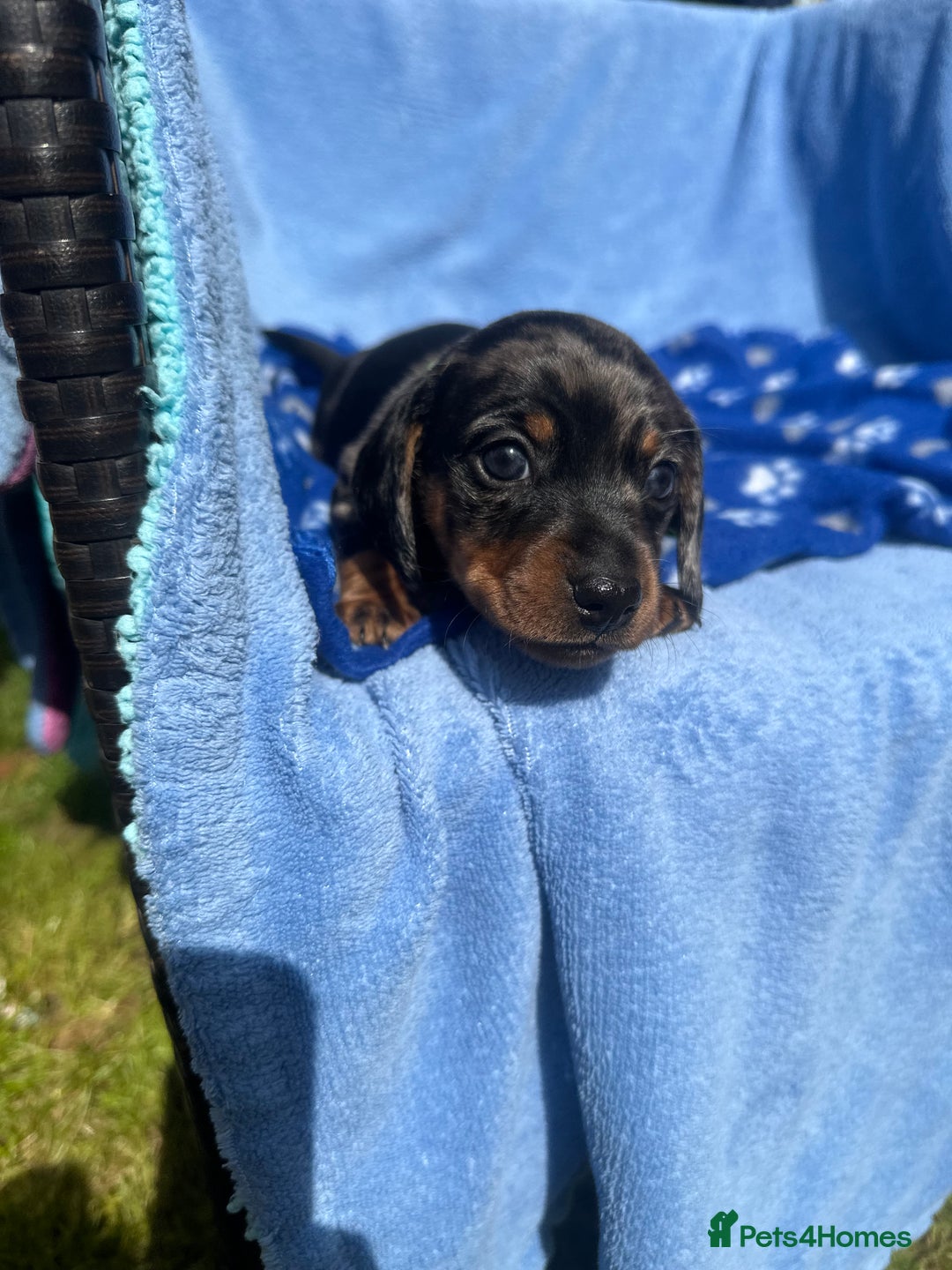 Dachshund dogs for sale: Beautiful silver dapple mini dachshund puppies! 🐾 - Image 11