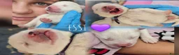 Samoyed dogs for sale: We are already here  - Advert 11
