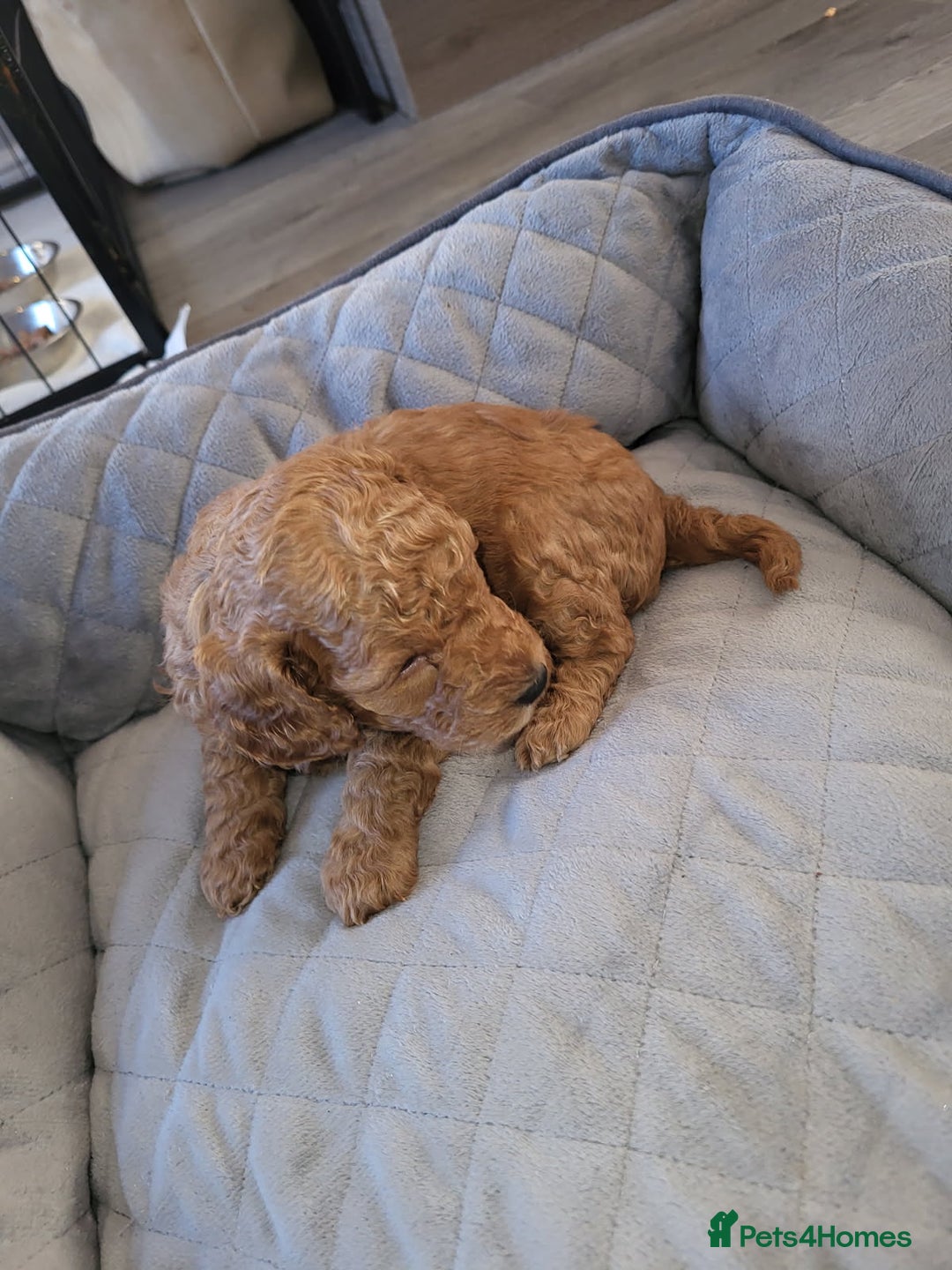 Cockapoo dogs for sale: 1 LEFT Toy f1b cokapoos🐶🐶 - Advert 36