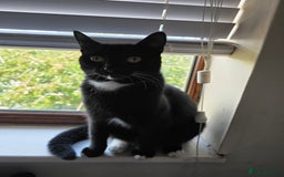 Domestic Shorthair cats for sale: Mum & kitten, black short haired  to rehome - Image 5