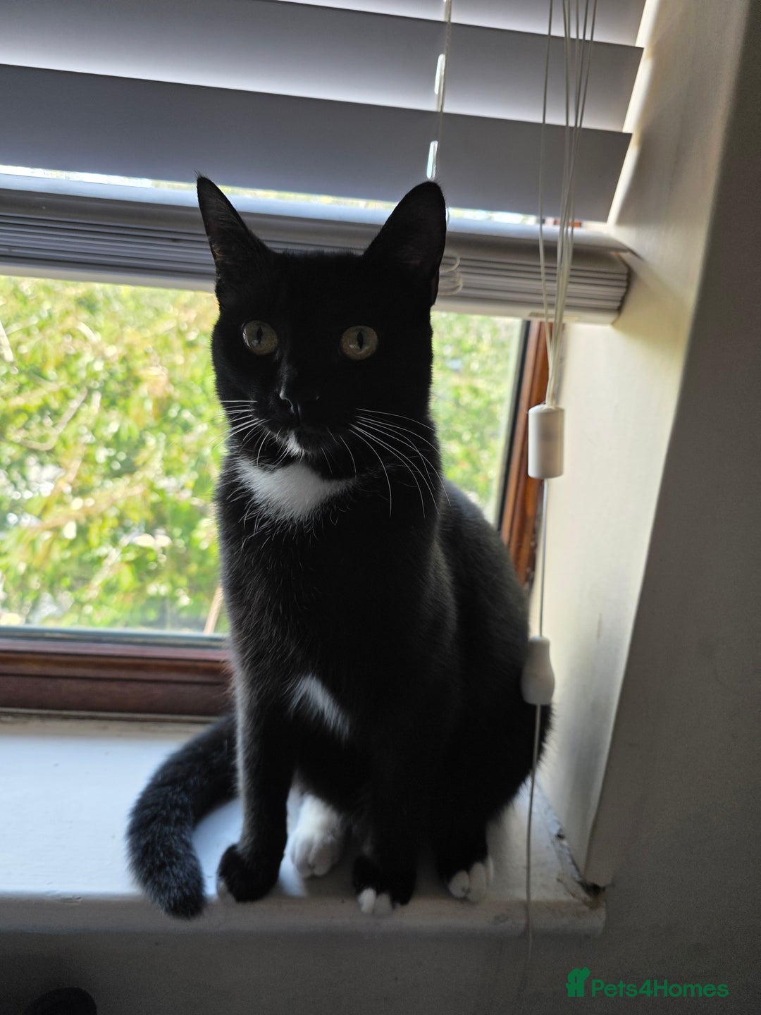 Domestic Shorthair cats for sale: Mum & kitten, black short haired  to rehome - Image 5