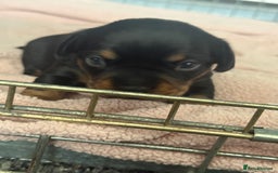 Mixed Breed dogs for sale: French weiner puppies - Image 5